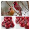 Arcane Fibre Works Fingering Sock Yarn - Captivating Cardinal